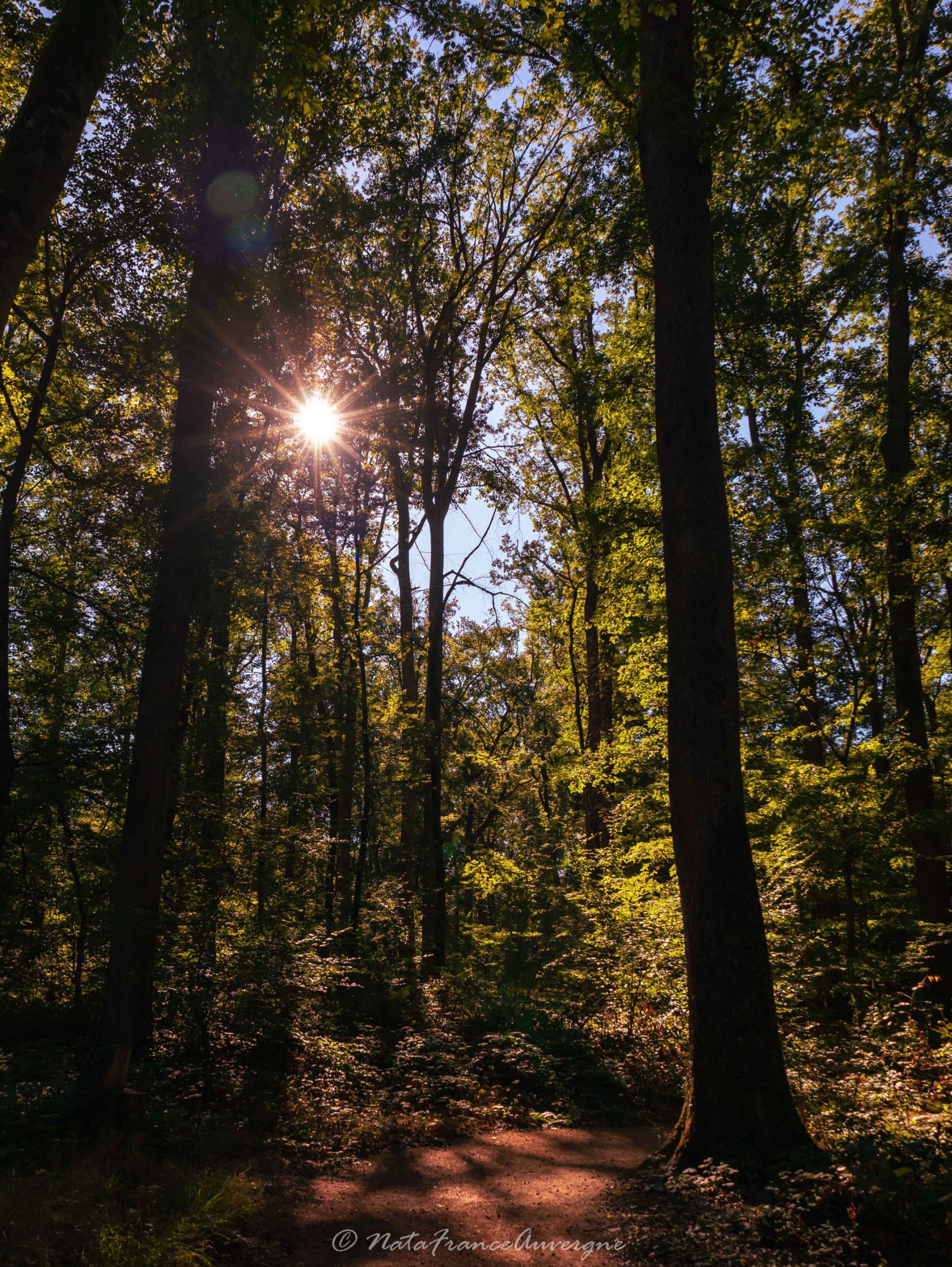 Forêt de Tronçais sept 2022 by @NataFranceAuvergne-2